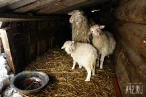 благотворительная акция «1000 овец»